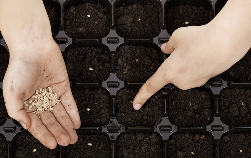 Посів насіння томатів Посів насіння томатів