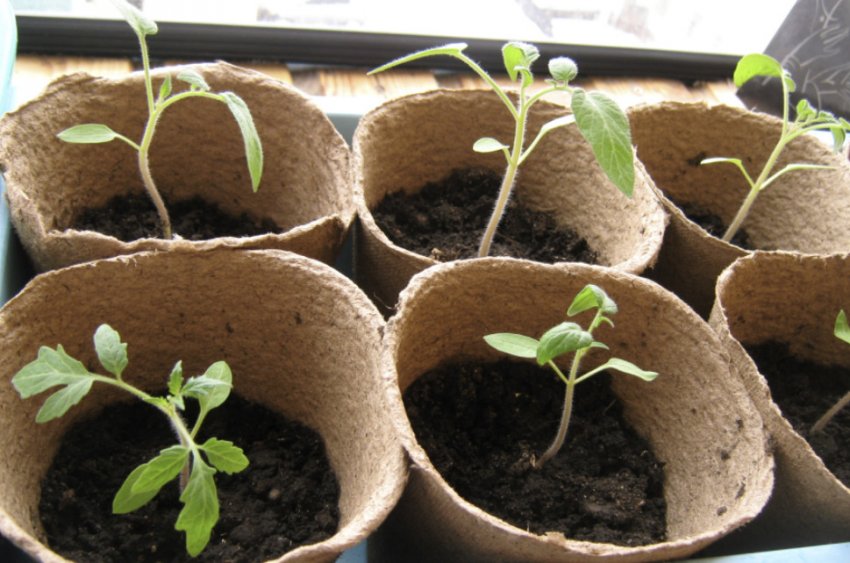 Розсада томатів Розсада томатів