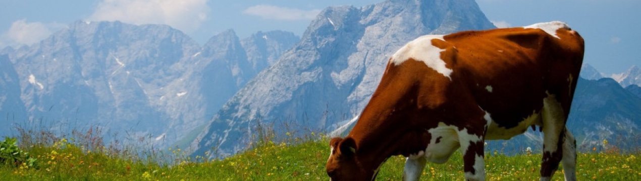 что такое период лактации у коров. . что такое период лактации у коров фото. что такое период лактации у коров-. картинка что такое период лактации у коров. картинка . Лактация у коровы – это трудный процесс на уровне физиологии при выработке молока, который создается при работе нервной и гуморальной системы в организме животного.