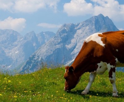 Період лактації у корів: стадії розвитку та тривалість