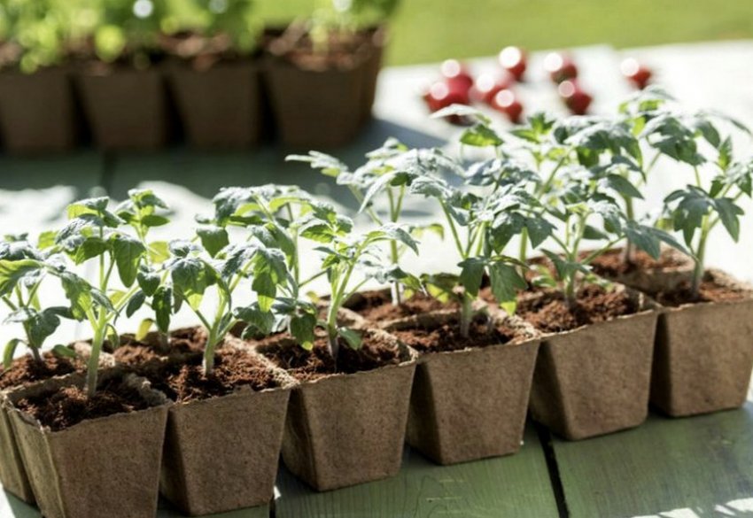 Загартовування томатів Загартовування томатів