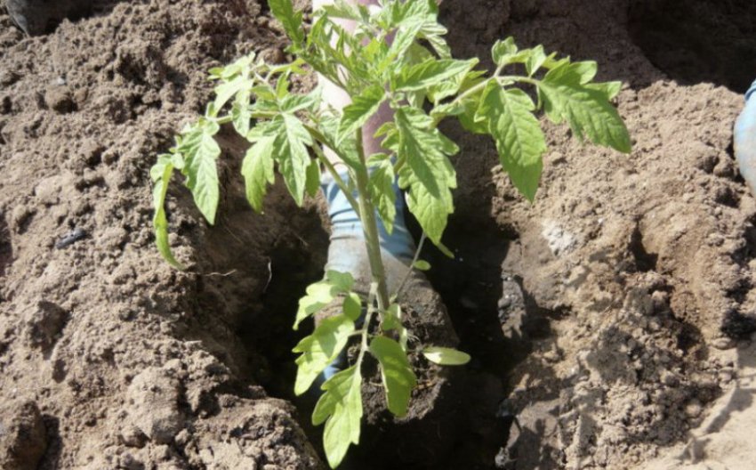 Висадка томатів у грунт Висадка томатів у грунт