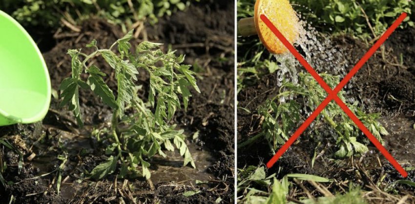 Полив томатів Полив томатів