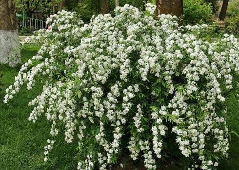 Чем удобрять спирею летом и осенью