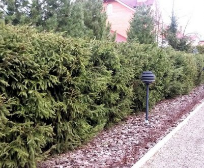 Вирощування живої огорожі з ялин