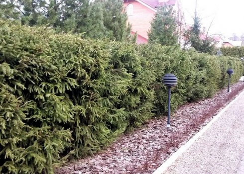 Вирощування живої огорожі з ялин