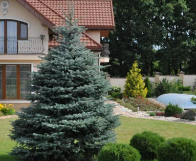 Застосування їли в ландшафтному дизайні