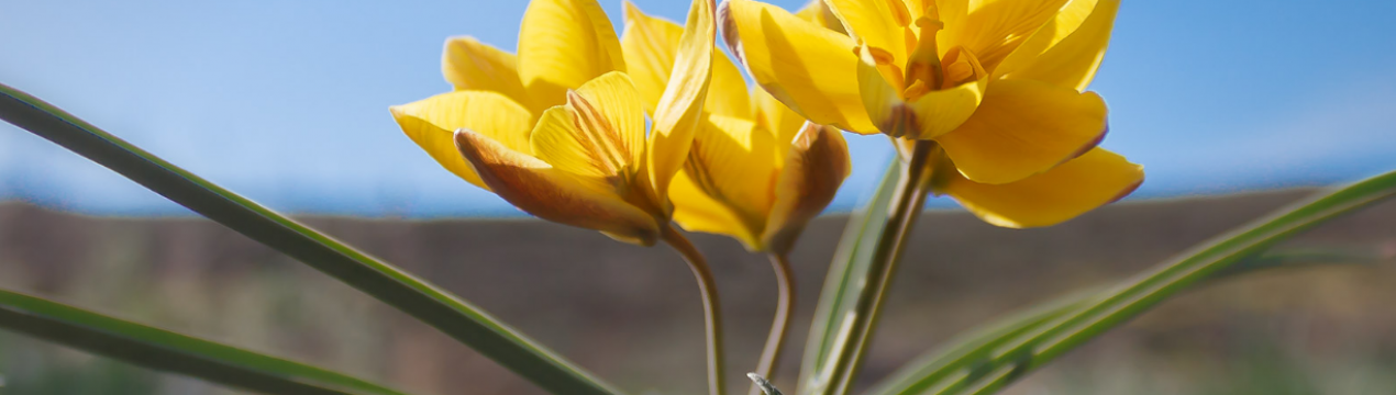 Описание и особенности выращивания тюльпана Биберштейна