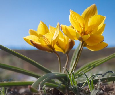 Опис і особливості вирощування тюльпана Біберштейна