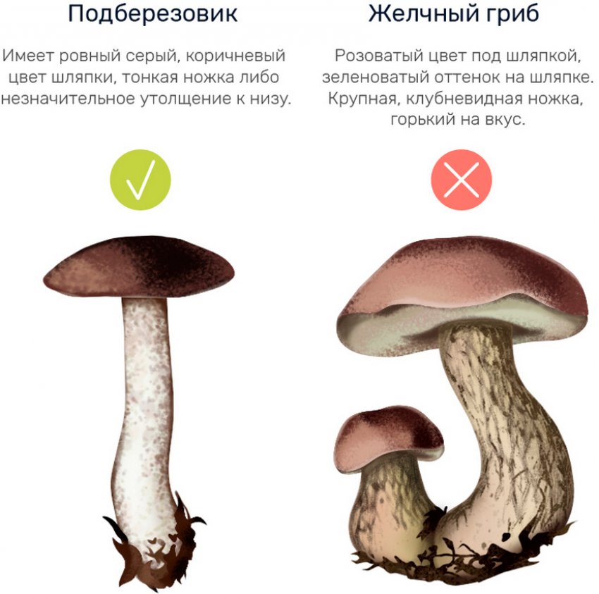 Двійник підберезника Двійник підберезника