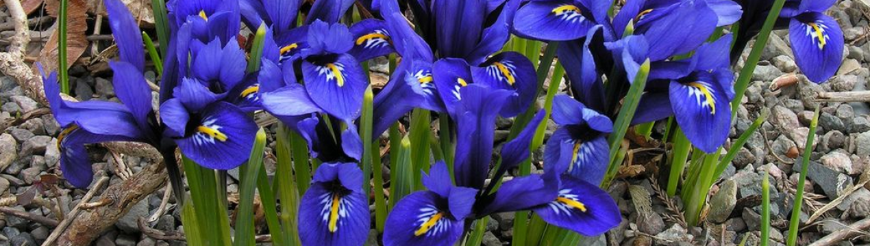 Опис, особливості вирощування ірису сітчастого і його різновидів