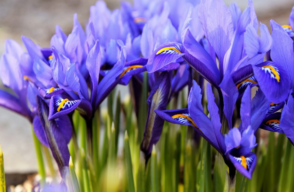 Ирис сетчатый: посадка и уход, описание и разновидности с фото