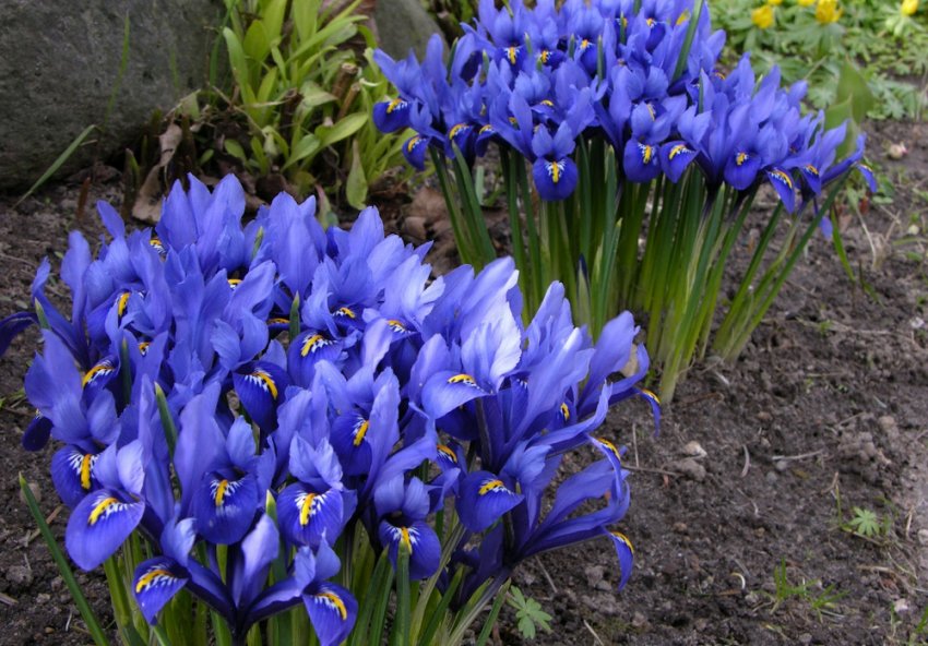 Ірис сітчастий Гармонія Ірис сітчастий Гармонія