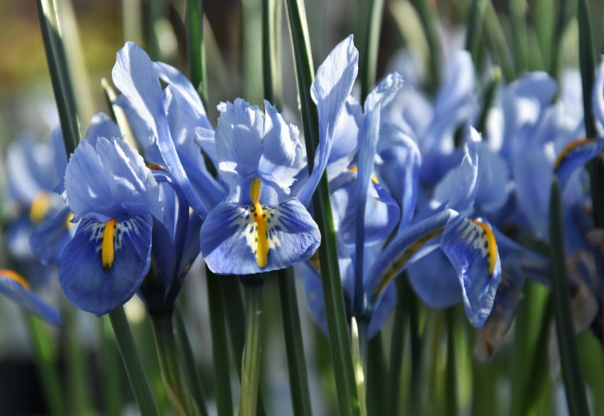 Ірис сітчастий Аліда Ірис сітчастий Аліда