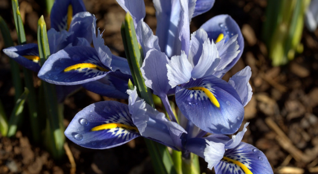 Ирис сетчатый посадка и уход: iris reticulata
