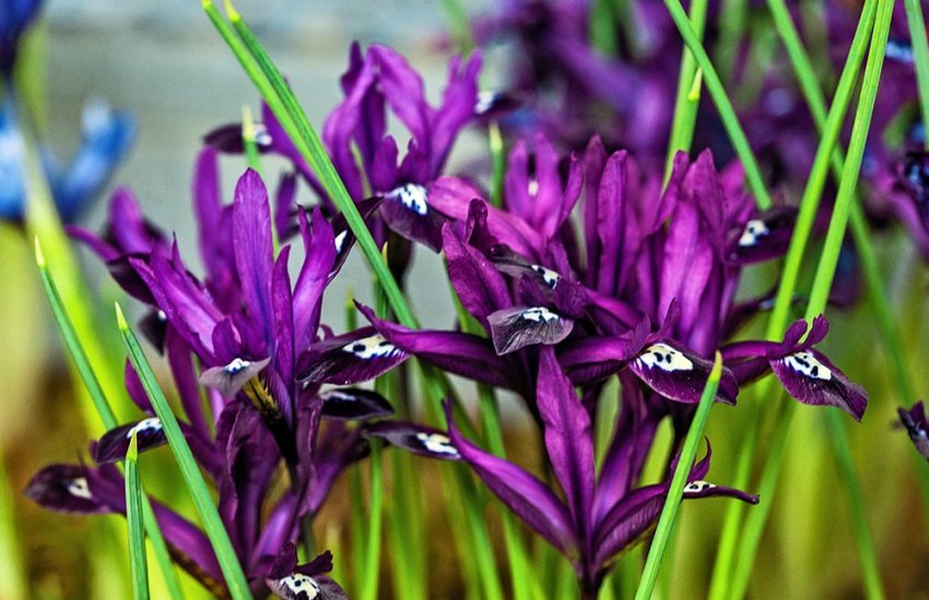 Ірис сітчастий Пауліна Ірис сітчастий Пауліна