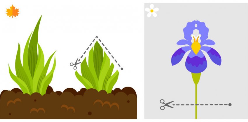 Обрізка ірисів Обрізка ірисів