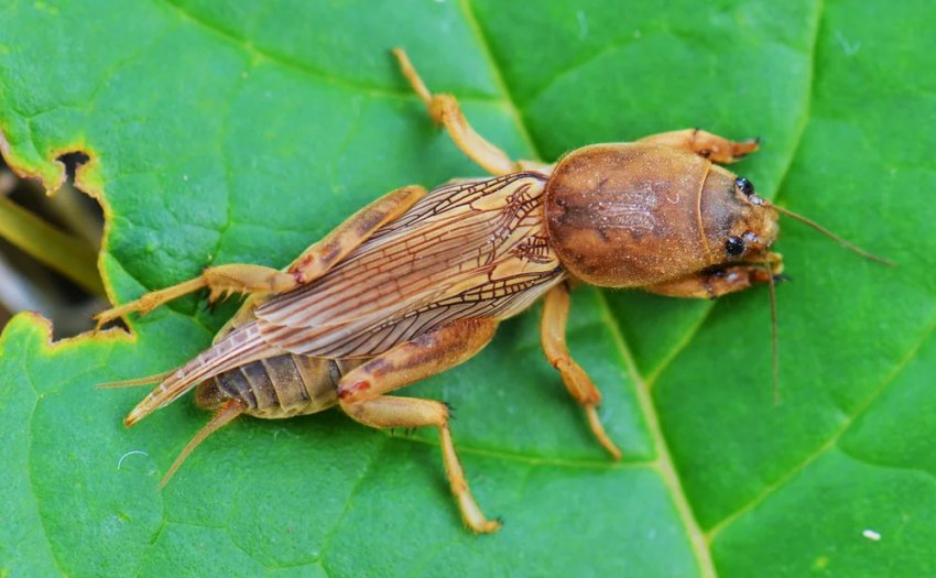 Шкідник Шкідник