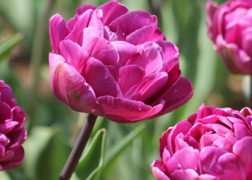 Опис і особливості вирощування тюльпана Blue Diamond