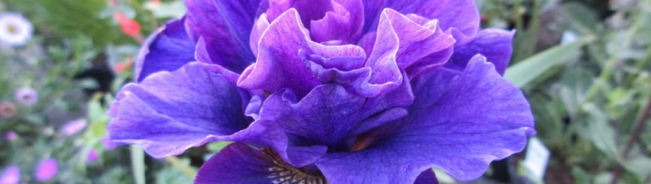 Опис сорти ірису сибірського Конкорд Краш