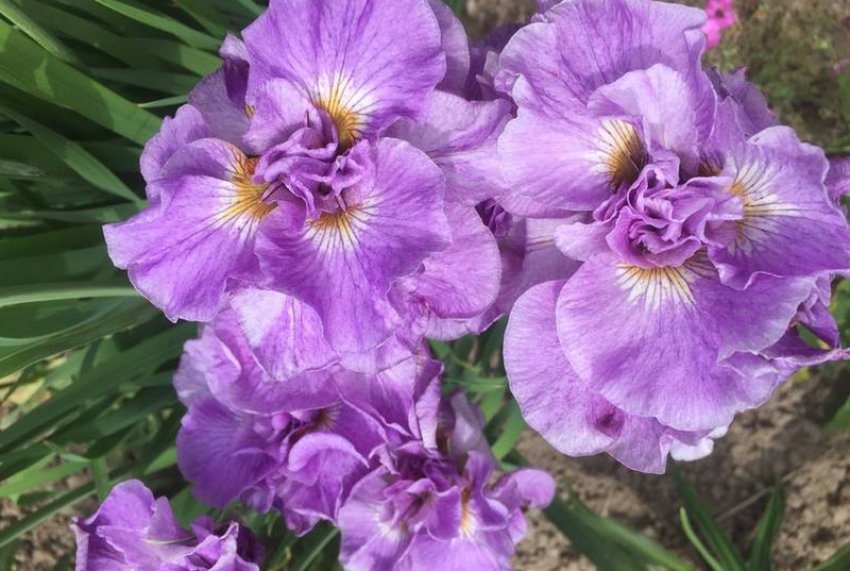 Ірис сибірський Пінк пінк дрім Ірис сибірський Пінк пінк дрім