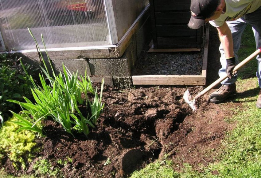 Підживлення ірисів Підживлення ірисів