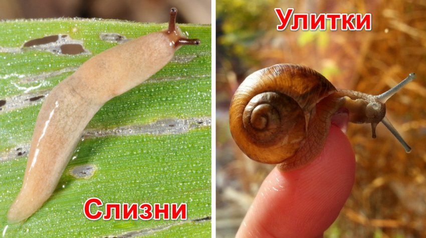 Слимаки і равлики Слимаки і равлики