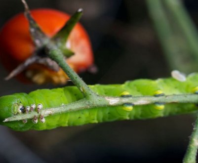 Чим обробити помідори від гусениць в теплиці