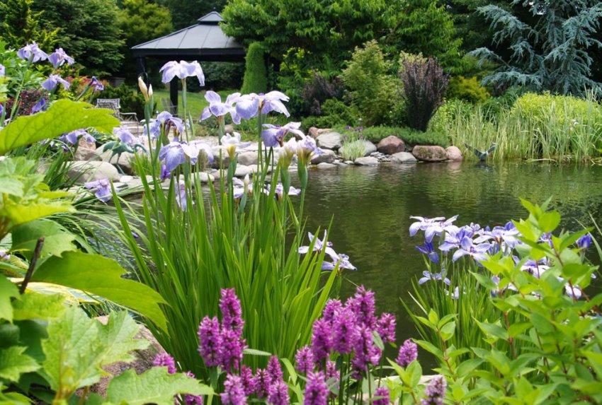 Ірис в ландшафтному дизайні Ірис в ландшафтному дизайні