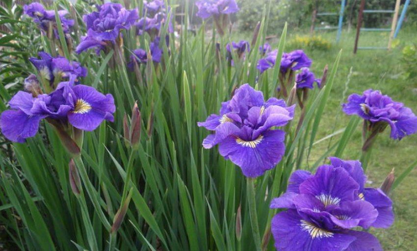 Ірис Дабл Стандарт Ірис Дабл Стандарт
