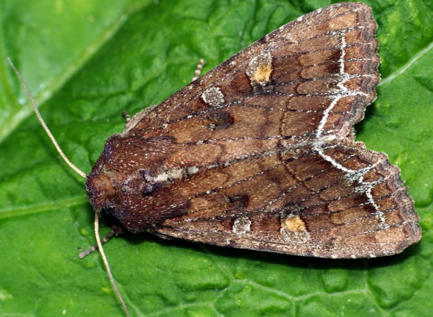 Совка Совка