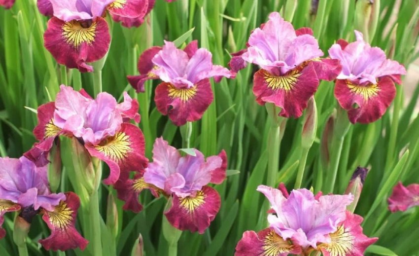 Ірис міс Еппл Ірис міс Еппл