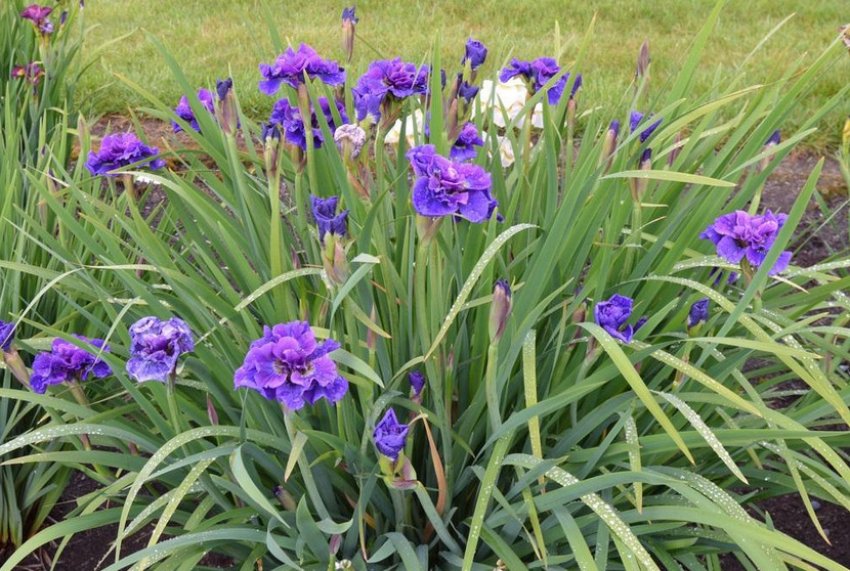 Ірис Конкорд Краш в ландшафтному дизайні Ірис Конкорд Краш в ландшафтному дизайні