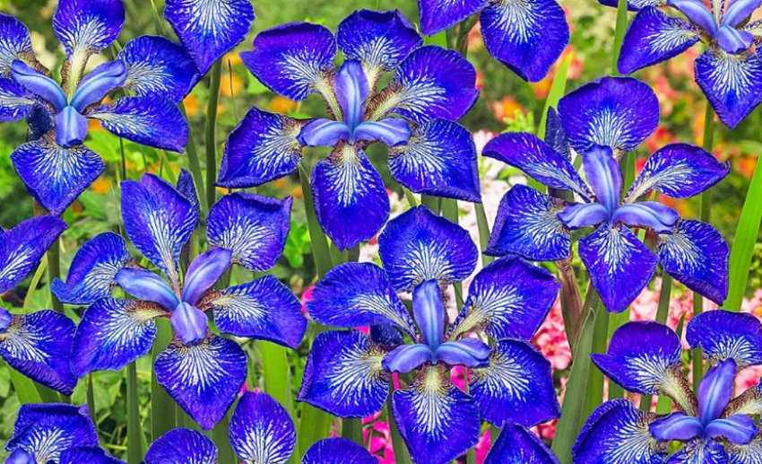 Ірис Ай Сі Старс Ірис Ай Сі Старс