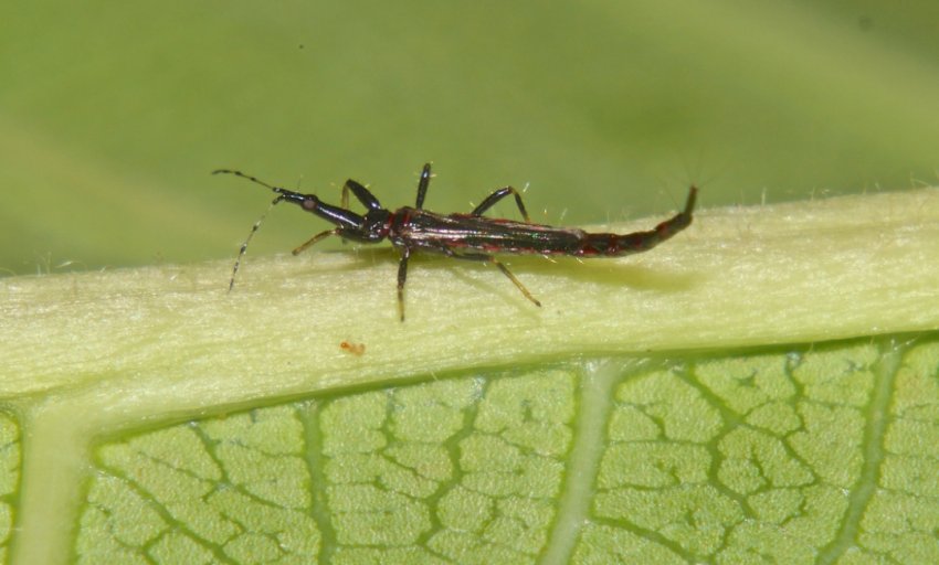 Трипси Трипси