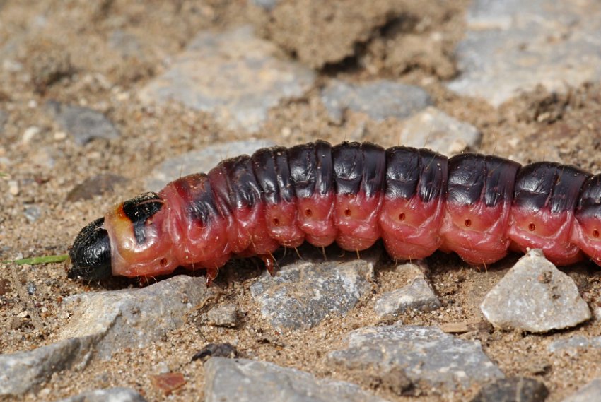 Гусениця точильника Гусениця точильника