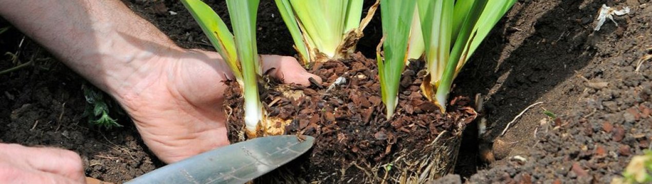 Як підготувати грунт для посадки ірисів