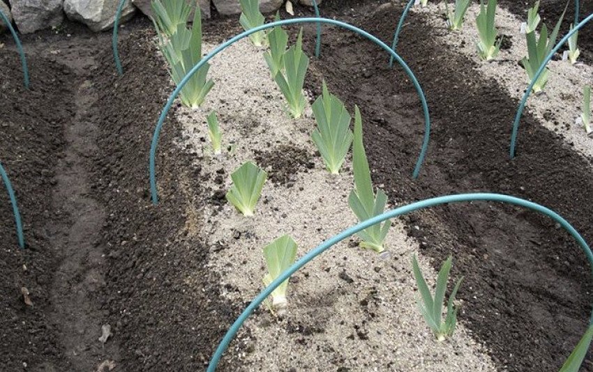 Місце під посадку ірисів Місце під посадку ірисів