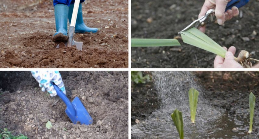 Схема посадки гібрида Схема посадки гібрида