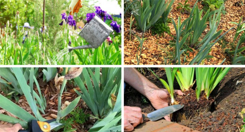 Догляд за ірисами Догляд за ірисами