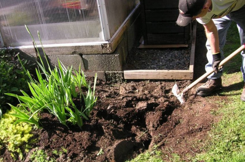 Підживлення ірисів органікою