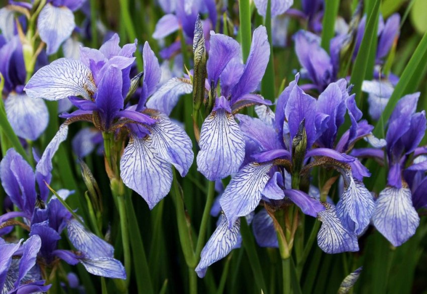 Ірис сибірський