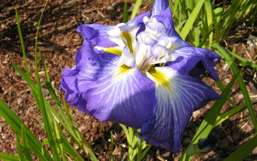 Ірис мечоподібний