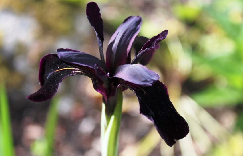 Ірис хризографис