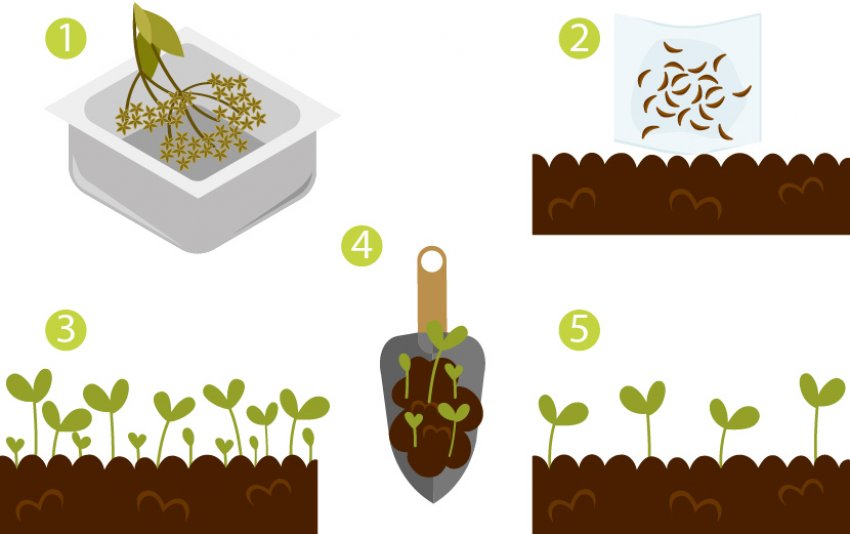 Розмноження спіреї насінням