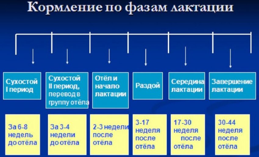 что такое период лактации у коров. 1296.pdkb2o.850. что такое период лактации у коров фото. что такое период лактации у коров-1296.pdkb2o.850. картинка что такое период лактации у коров. картинка 1296.pdkb2o.850. Лактация у коровы – это трудный процесс на уровне физиологии при выработке молока, который создается при работе нервной и гуморальной системы в организме животного.