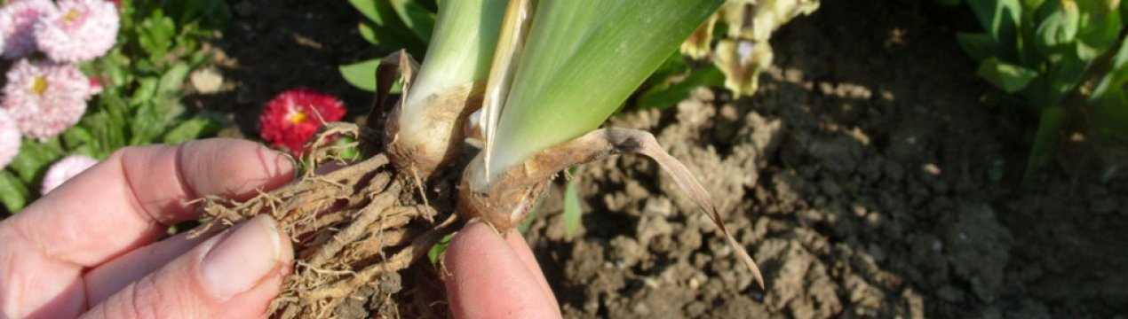 Посадка ірисів восени у відкритий грунт