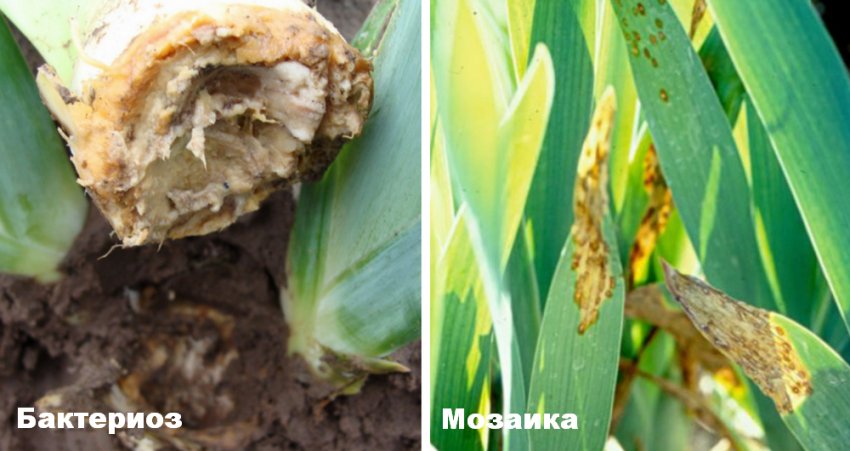 Ирисы пожелтели листья что делать. Смотреть фото Ирисы пожелтели листья что делать. Смотреть картинку Ирисы пожелтели листья что делать. Картинка про Ирисы пожелтели листья что делать. Фото Ирисы пожелтели листья что делать