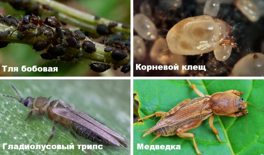 Шкідники ірисів Шкідники ірисів