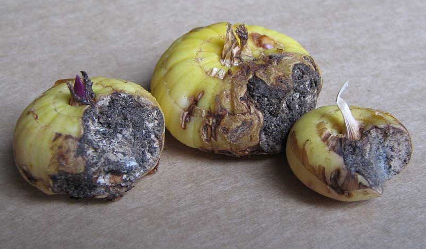 Сіра гниль гладіолуса Сіра гниль гладіолуса